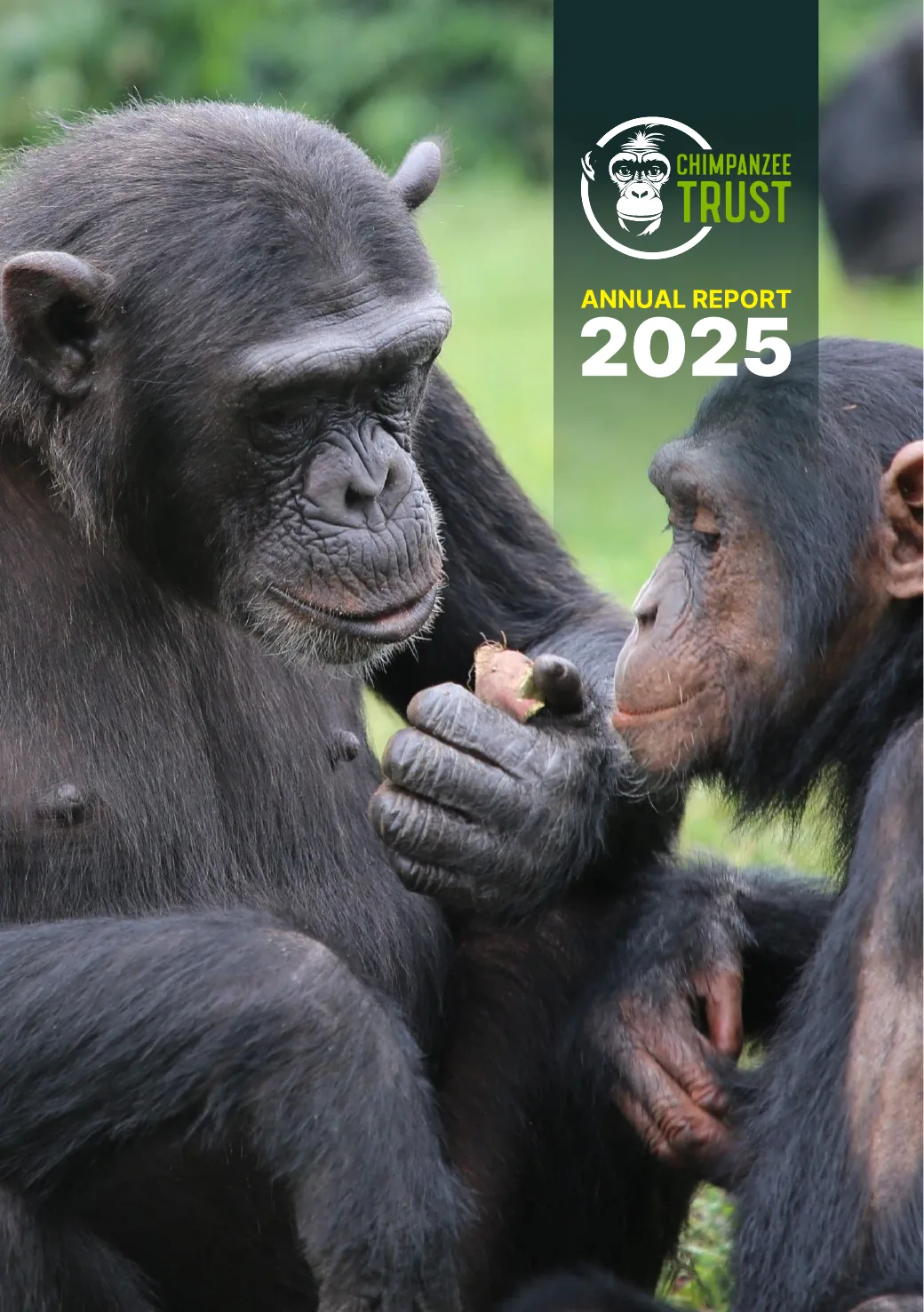 Chimpanzee Trust Annual Report 2025